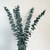 Eucalyptus Leaves (7 Stems)